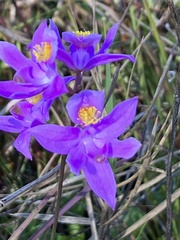 Calopogon barbatus
