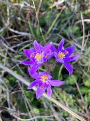 Calopogon barbatus