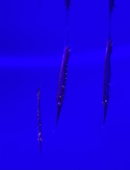 Centriscus scutatus