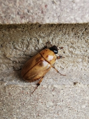 Cyclocephala