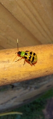 Diabrotica limitata