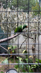 Eclectus roratus