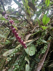 Pleurothallis restrepioides