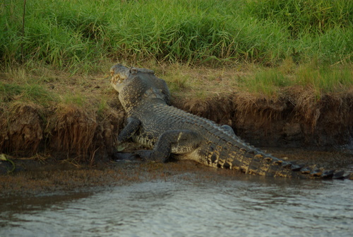 Saltwater Crocodile, Mary River NT, photo 6 of 10
