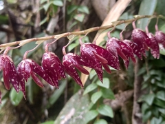 Pleurothallis restrepioides