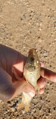 Carasobarbus
