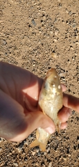 Carasobarbus