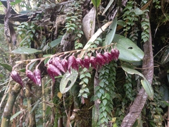 Pleurothallis restrepioides