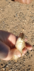 Carasobarbus