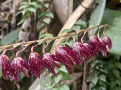 Pleurothallis restrepioides