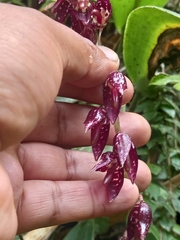 Pleurothallis restrepioides