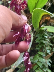 Pleurothallis restrepioides