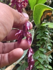 Pleurothallis restrepioides