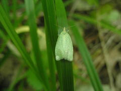 Tortrix viridana