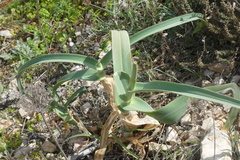 Allium ampeloprasum