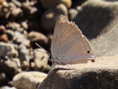Deudorix epijarbas epijarbas