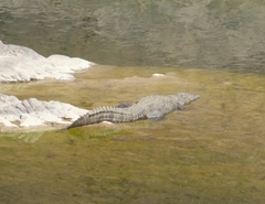 Crocodylus palustris