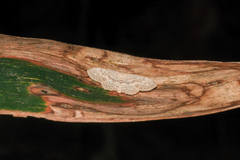 Idaea ptyonopoda