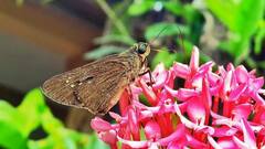 Borbo cinnara