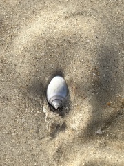 Mollusca