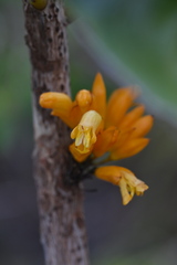 Oxera