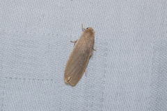 Danielithosia immaculata