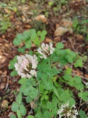 Trifolium