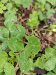 Trifolium