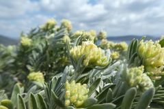 Anthyllis barba-jovis