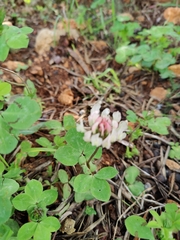Trifolium