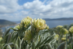 Anthyllis barba-jovis