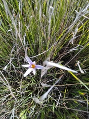 Romulea columnae grandiscapa