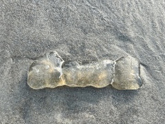 Cnidaria