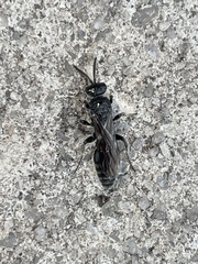 Myzinum obscurum