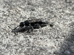 Myzinum obscurum