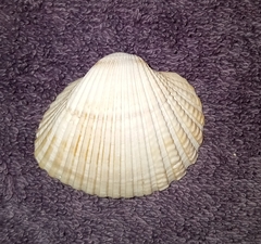 Anadara brasiliana