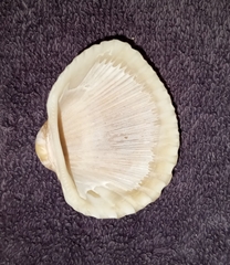 Anadara brasiliana