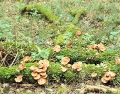 Paralepista flaccida