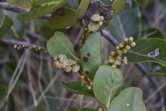 Homalium mathieuanum