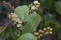 Homalium mathieuanum