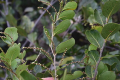 Homalium mathieuanum