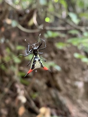 Micrathena schreibersi