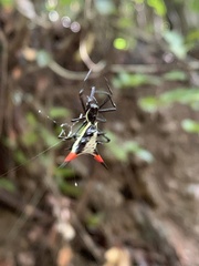 Micrathena schreibersi