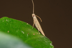 Culladia hastiferalis