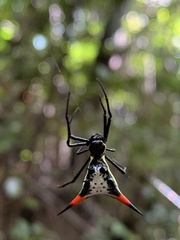 Micrathena schreibersi