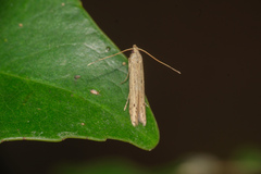 Culladia hastiferalis