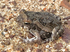 Rhinella marina