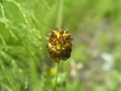 Trifolium spadiceum