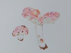 Russula