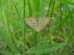 Polypogon tentacularia